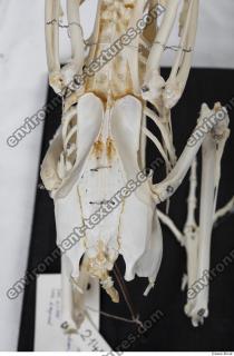 Photo Textures of Hen Skeleton